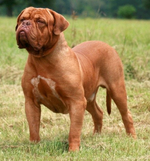 Dogue De Bordeaux